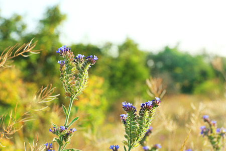 Beautiful flowers in field