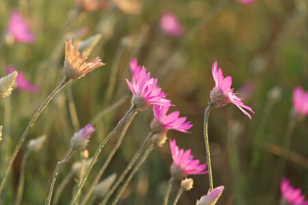 Beautiful wild flowers in fieldの写真素材