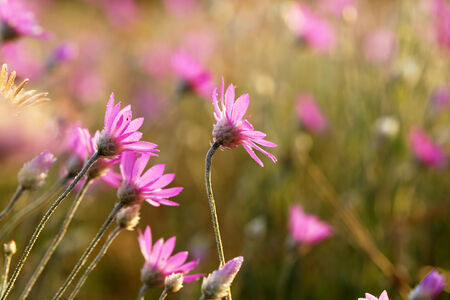 Beautiful wild flowers in fieldの写真素材