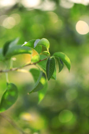 Beautiful spring leaves on tree outdoors