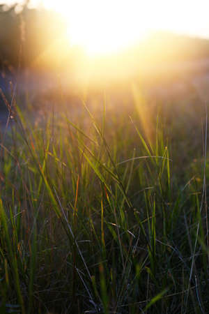 Landscape, sunny dawn in field の写真素材
