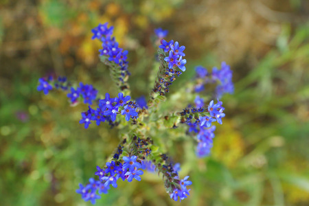 Beautiful flowers in fieldの写真素材