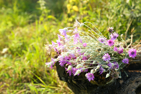 Tree trunk with bouquet of wildflowers in fieldの写真素材