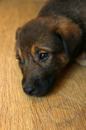 Brown puppy on the floorの写真素材