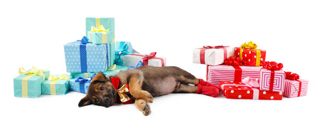 Sleeping puppy and boxes with presents isolated on whiteの写真素材