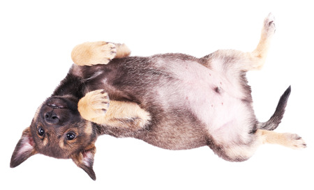 Funny puppy isolated on white