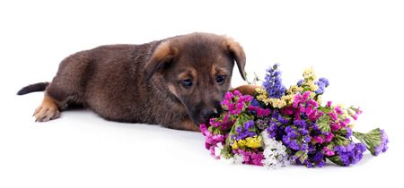 Puppy and bouquet of fresh flowers isolated on whiteの写真素材