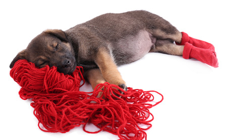 Puppy in red socks sleeping on a hank of red yarn isolated on whiteの写真素材