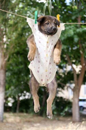 Puppy dressed in clothes for children and hung on the rope with clothes-pegs outdoorの写真素材