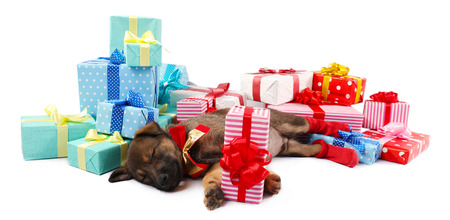Sleeping puppy and boxes with presents isolated on whiteの写真素材