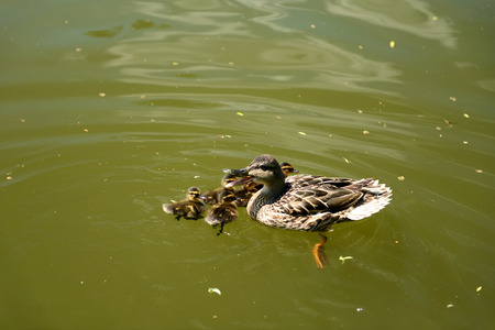 Ducks swimming in water