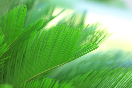 Palm leaves, close-upの写真素材