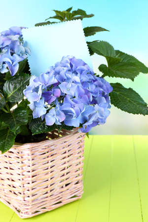 Hydrangea in basket on table close-up