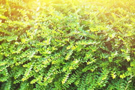 Beautiful landscaping in garden