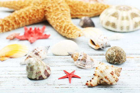 Seashells on wooden table, close-up