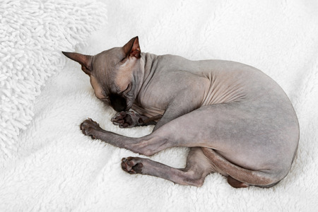 Beautiful gray sphinx cat relaxing on bedの写真素材