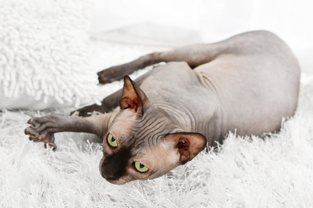 Beautiful gray sphinx cat on carpet in roomの写真素材
