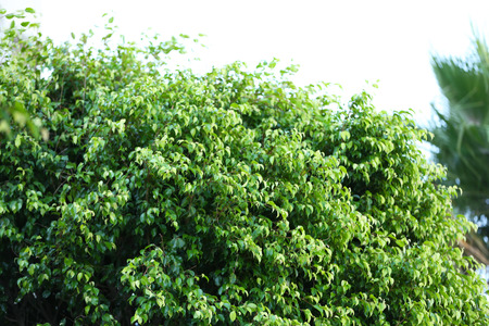 Beautiful green bush close up