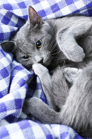 Cat on purple blanket closeupの写真素材