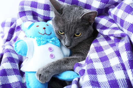 Cat with toy bear on purple blanket closeupの写真素材