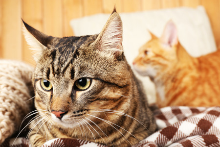Two cats on blanket and pillow on wooden wall backgroundの写真素材