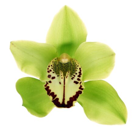 Yellow tropical orchid flower isolated on whiteの写真素材