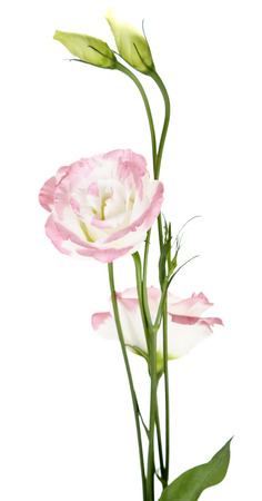 Beautiful eustoma flowers, isolated on whiteの写真素材