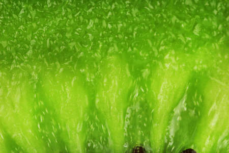 Kiwi close-upの写真素材