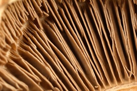 Mushroom close-upの写真素材