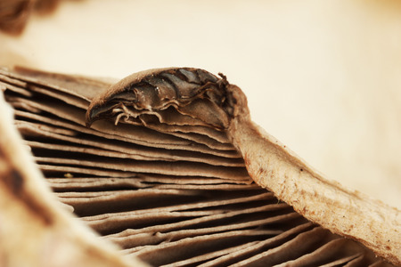 Mushroom close-upの写真素材