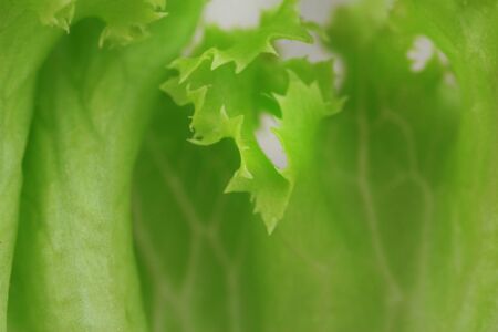 Salad close-upの写真素材