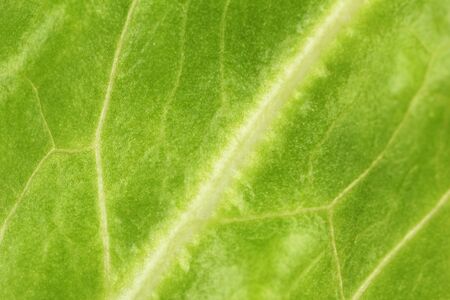 Salad close-upの写真素材