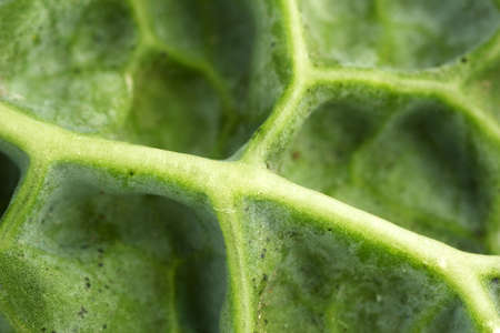 Cabbage close-upの写真素材