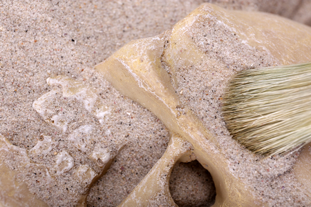 Human skull in sand and brush closeup
