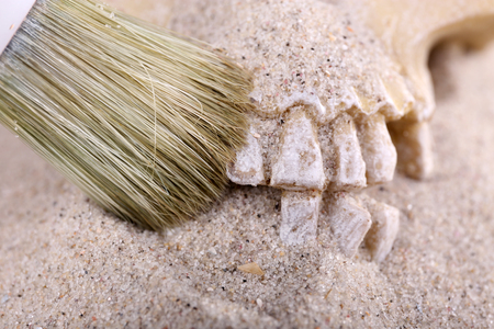 Human skull in sand and brush closeupの写真素材