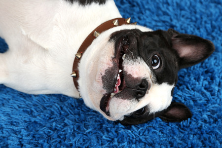 Cute French bulldog on carpet in roomの写真素材