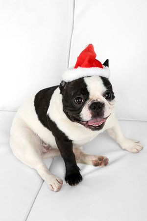 French bulldog with Santa hat on sofa in roomの写真素材