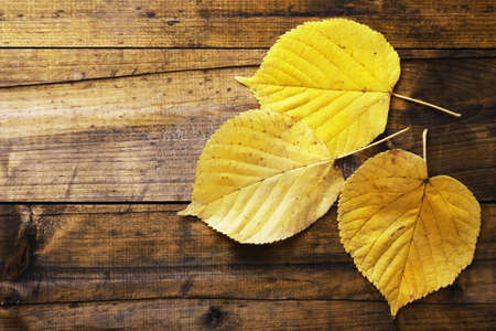 Yellow leaves on brown wooden backgroundの写真素材