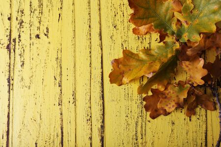 Leaves on yellow wooden backgroundの写真素材