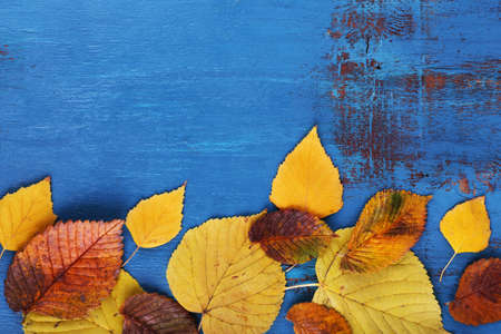 Yellow leaves on blue wooden backgroundの写真素材