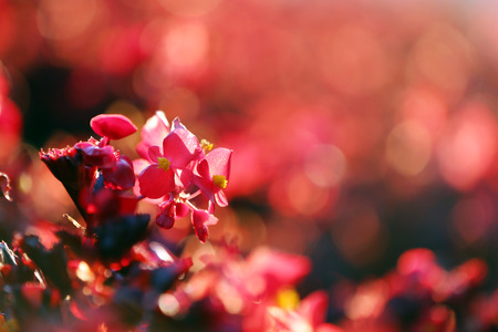 Blooming bush, close-upの写真素材