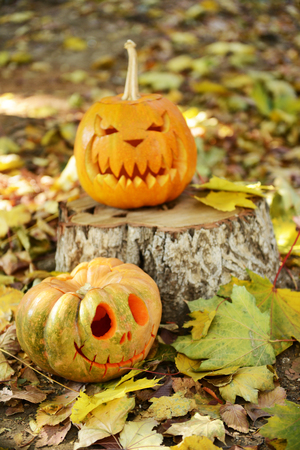 Pumpkins for holiday Halloween on old tree stumpの写真素材