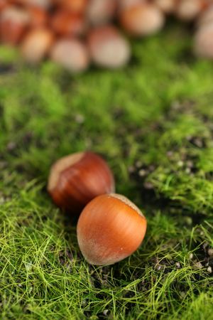 Hazelnuts  on green grass backgroundの写真素材