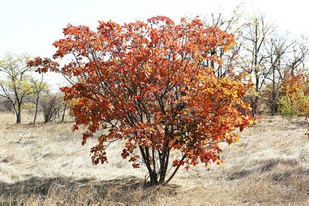 Beautiful autumn tree
