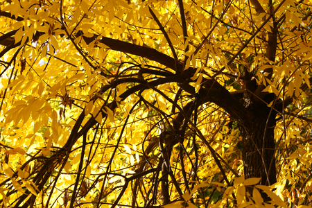 Beautiful autumn backgroundの写真素材