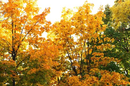 Beautiful autumn trees