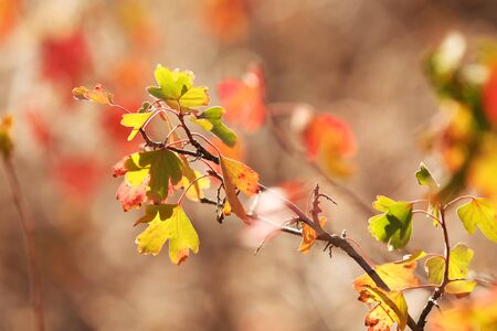 Beautiful autumn leavesの写真素材