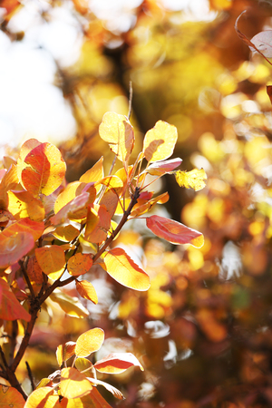 Beautiful autumn backgroundの写真素材