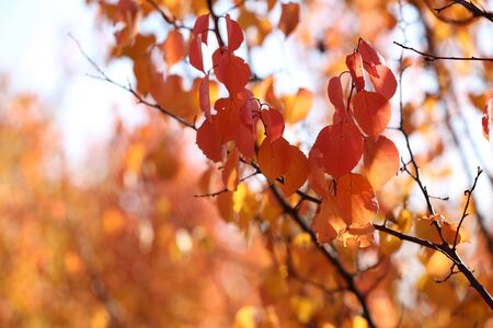 Beautiful autumn leaves