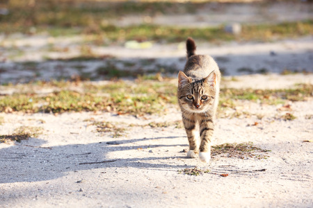 Cat outdoorsの写真素材